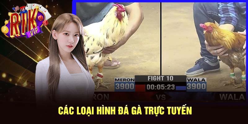 Các loại hình đá gà trực tuyến hiện nay